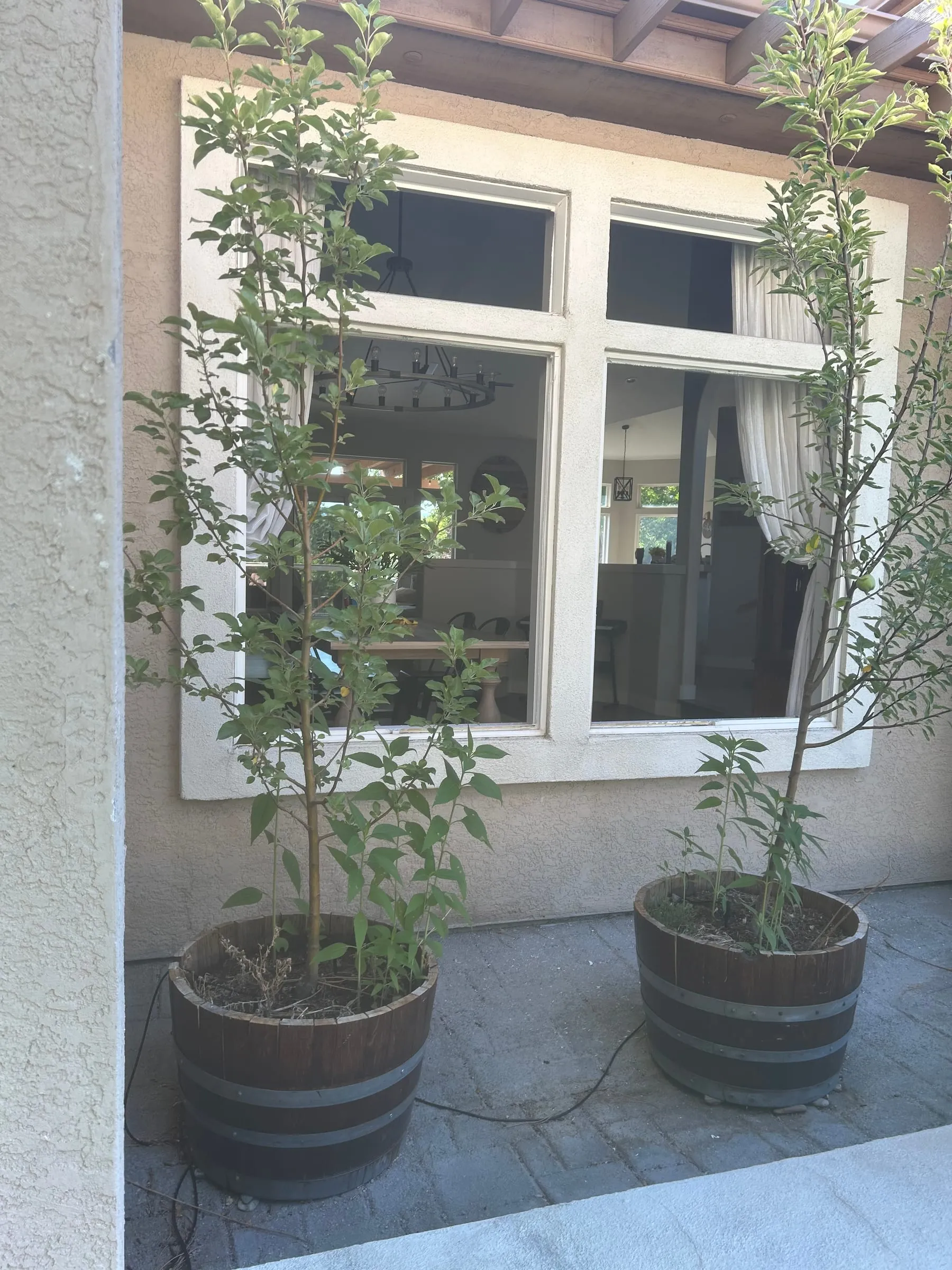 Original white-frame windows before replacement